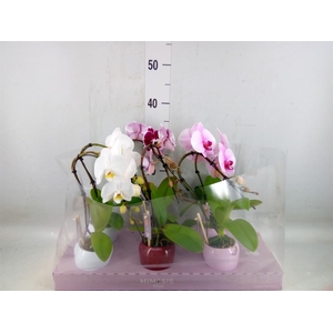 Phalaenopsis   ...