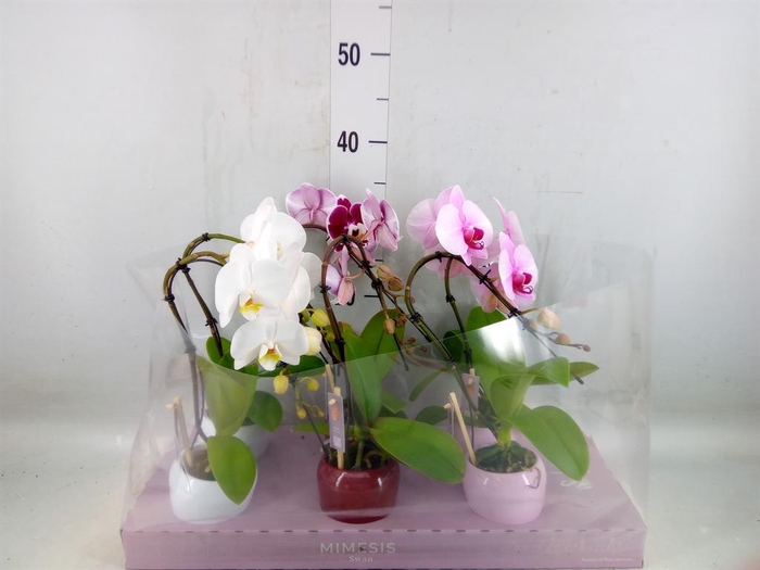 <h4>Phalaenopsis   ...</h4>