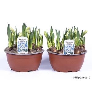 NARCISSUS MEDIOLUTEUS