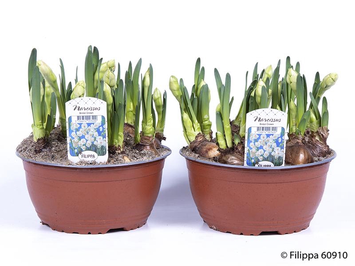 <h4>NARCISSUS MEDIOLUTEUS</h4>