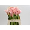 Zantedeschia Eydolls Salmon