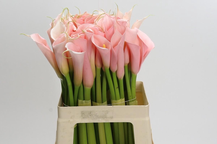 <h4>Zantedeschia Eydolls Salmon</h4>