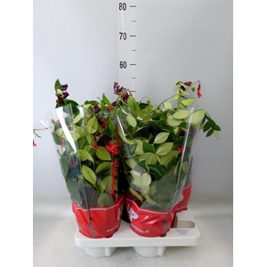 Aeschynanthus  'Mona Lisa'