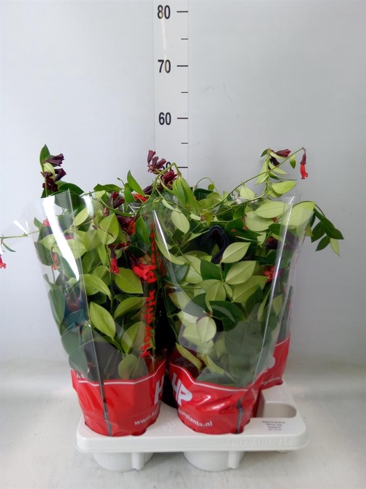 <h4>Aeschynanthus  'Mona Lisa'</h4>