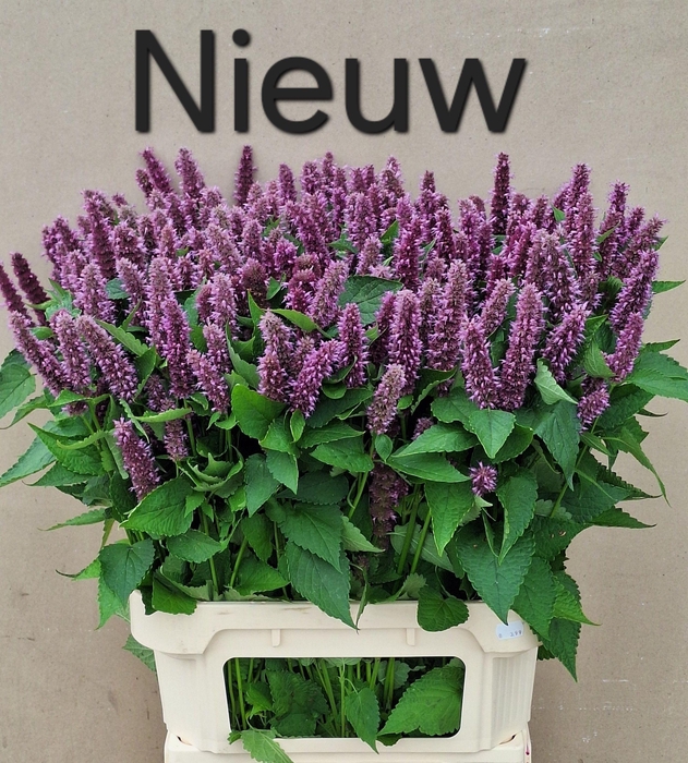 <h4>AGASTACHE OV</h4>