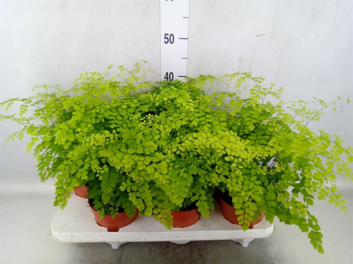 <h4>Adiantum raddi. 'Fragrans'</h4>