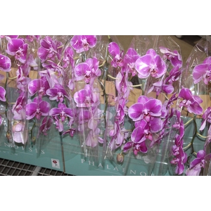 PHALAENOPSIS CASCATA ESPECIAL P15 BICOLOR MIN 8 FLS