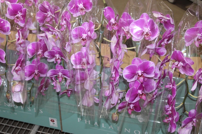 <h4>PHALAENOPSIS CASCATA ESPECIAL P15 BICOLOR MIN 8 FLS</h4>