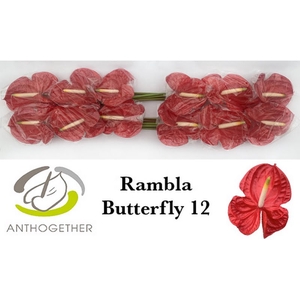 Anth A Rambla Butterfly 13 cm X12 Bouman