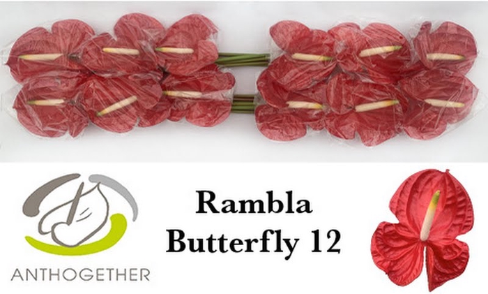 <h4>Anth A Rambla Butterfly 13 cm X12 Bouman</h4>