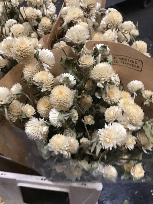 DRIED GOMPHRENA BLEACHED