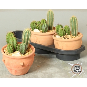 ARR CACTUS