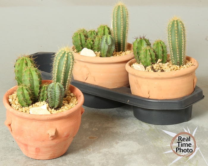 <h4>ARR CACTUS</h4>