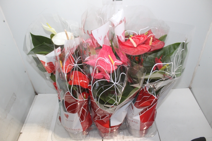 <h4>ANTHURIUM VARIADO P17</h4>