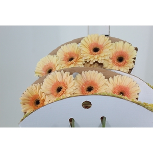 GERBERA CAFE DEL MAR < 050 CM > 10 CM DIAM