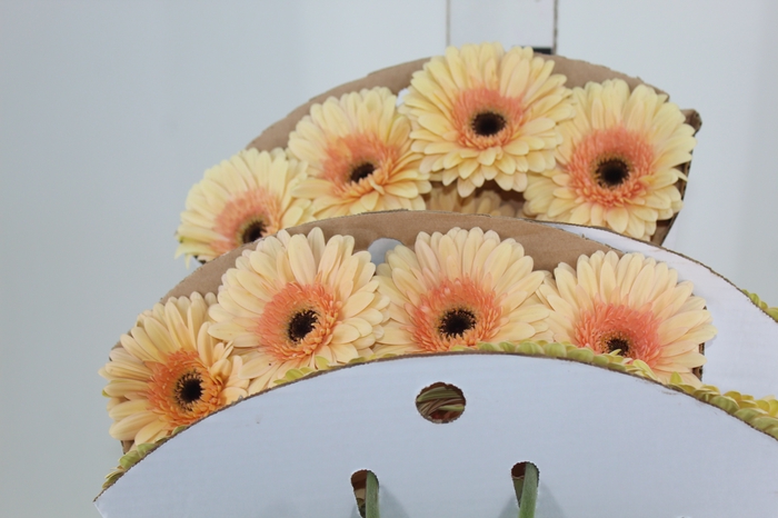 <h4>GERBERA CAFE DEL MAR < 050 CM > 10 CM DIAM</h4>
