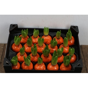Wax Hyacinth Oranje