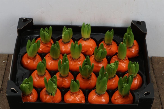 <h4>Wax Hyacinth Oranje</h4>