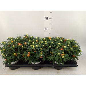 Solanum pseudocapsicum