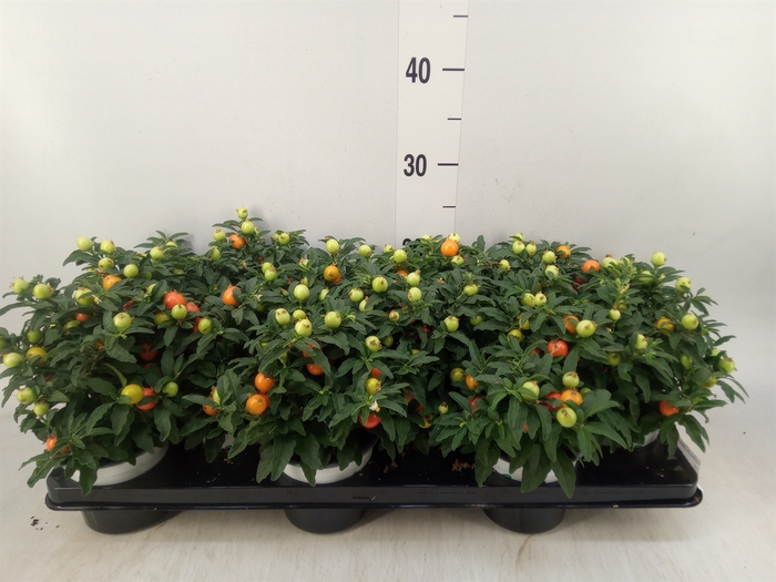 <h4>Solanum pseudocapsicum</h4>