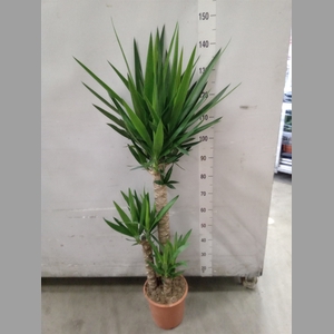 Yucca