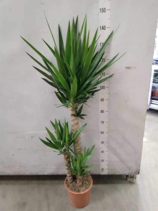 <h4>Yucca</h4>