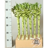 Dra Lucky Bamboo