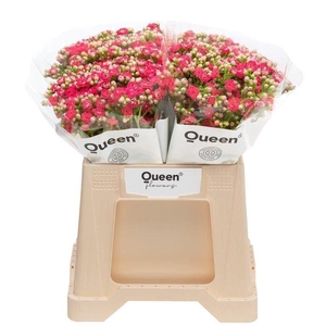 Kalanchoe  'Sensual Pink Meadow'