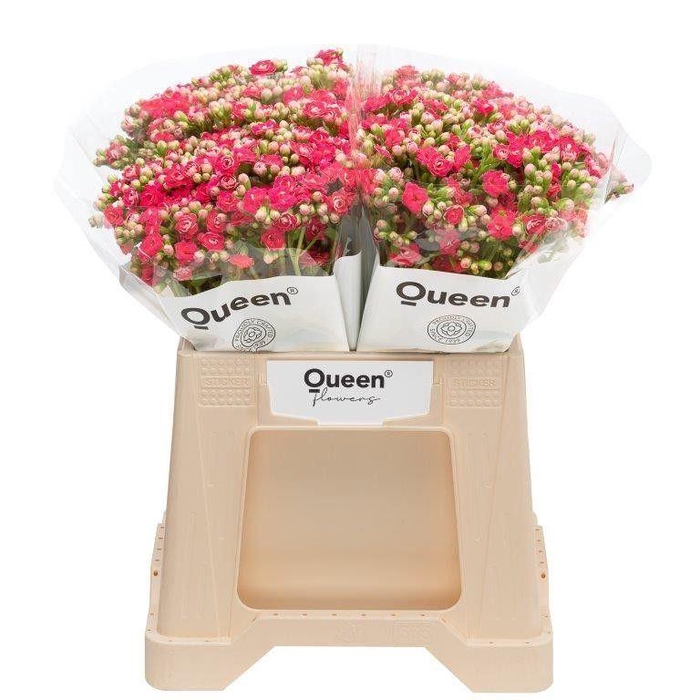 <h4>Kalanchoe  'Sensual Pink Meadow'</h4>