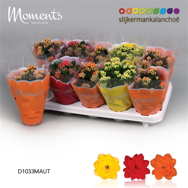 <h4>Kalanchoe blossfeldiana gevuld gemengd 3 kleuren</h4>