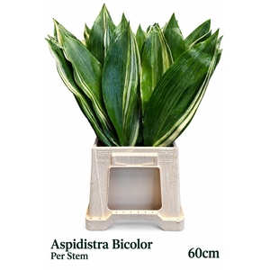 ASPID ELATIOR BS