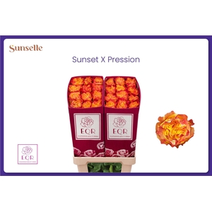 R GR SUNS X-PRESSION