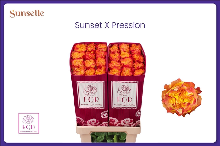 <h4>R GR SUNS X-PRESSION</h4>