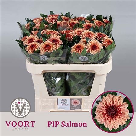 CHR G PIP SALMON