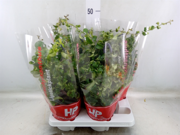 <h4>Aeschynanthus  'Rasta'</h4>