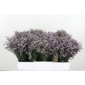 Limonium Sinense Safora Lilac