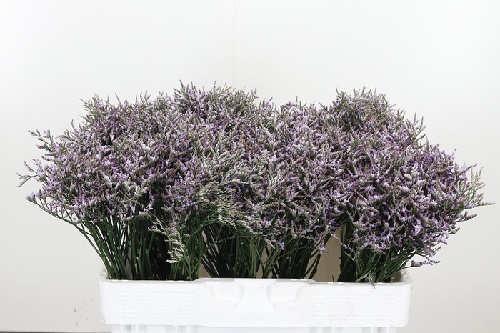 <h4>Limonium Sinense Safora Lilac</h4>