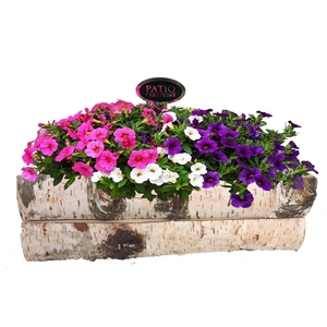 Arr.   Perkplanten L%