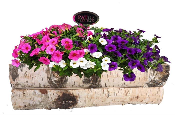 <h4>Arr.   Perkplanten L%</h4>