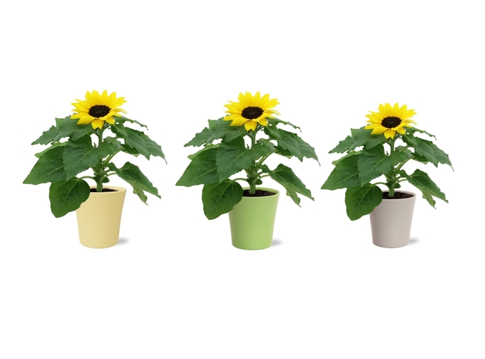 <h4>HELI SUNSATION</h4>