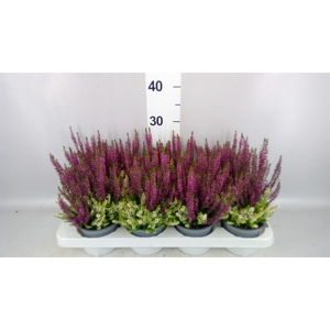 Calluna vulg. 'Beauty L CCrow' ..mx