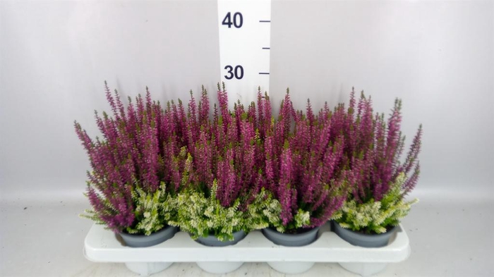 <h4>Calluna vulg. 'Beauty L CCrow' ..mx</h4>