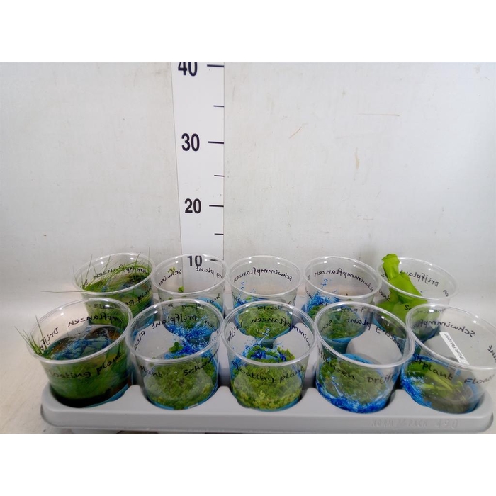 <h4>Drijfplanten   ...mix</h4>