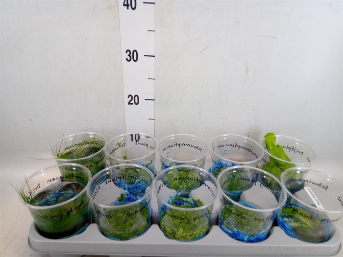 <h4>Drijfplanten   ...mix</h4>