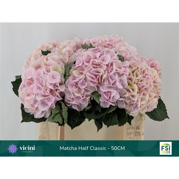 <h4>Hydr Matcha Half Classic 50 cm Vicini</h4>