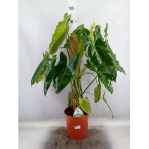 Philodendron   ...