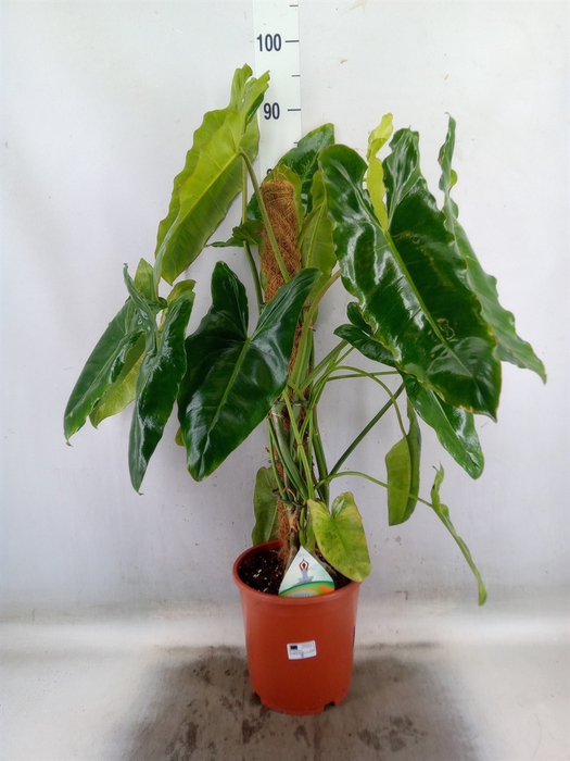 <h4>Philodendron   ...</h4>