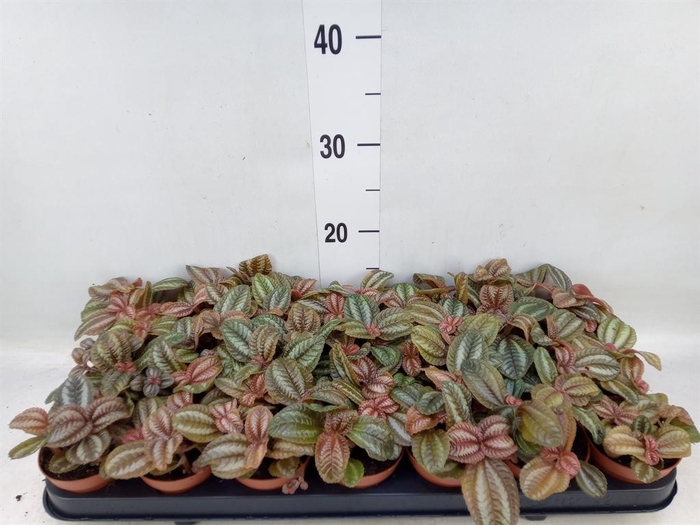 <h4>Pilea  'Norfolk'</h4>