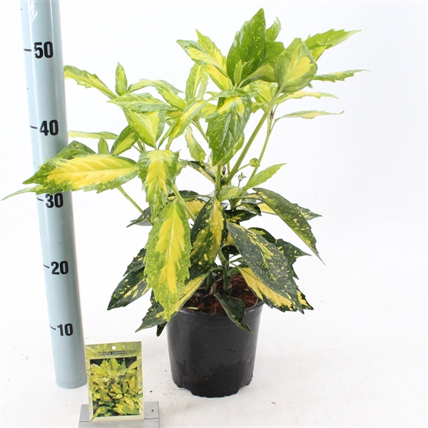 <h4>Aucuba japonica 'Picturata'</h4>