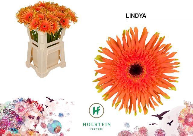 <h4>GE KV GPA LINDYA</h4>